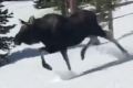 Galloping moose surprises snowboarder on Colorado ski run