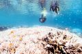 Snorkellers off Port Douglas examine the worsening bleaching.