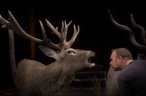 Taxidermy by Gavin Counsell of a Red deer being inspected by Adam Price.