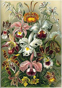 Haeckel Orchidae.jpg