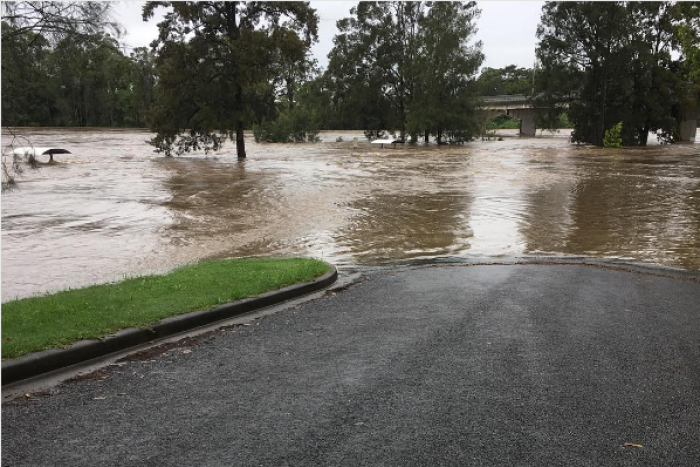 A dog stands in front of the flooded Hastings River in New South Wales.