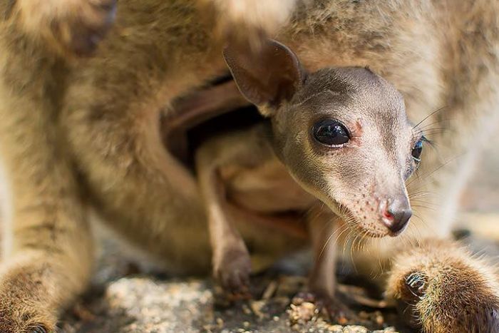 Pouch peeking