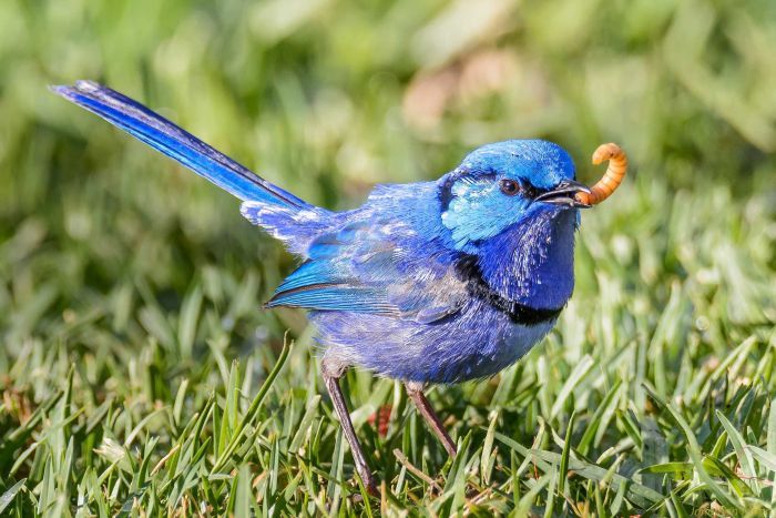 Breakfast for the birds