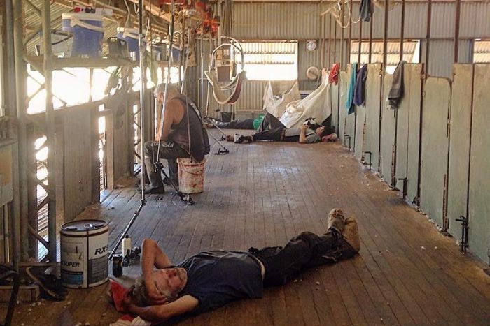 Hot, tired shearers