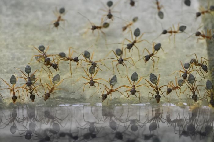 Thirsty work for these ants