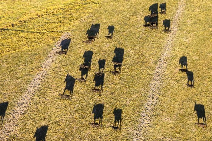 Tiny cows with big shadows