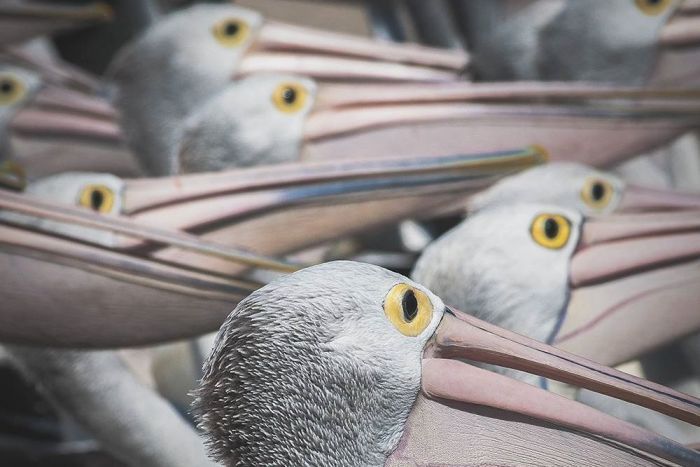 Squadron of pelicans