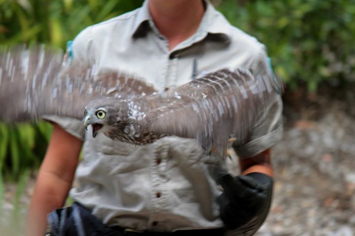 Pic of the week owl in flight