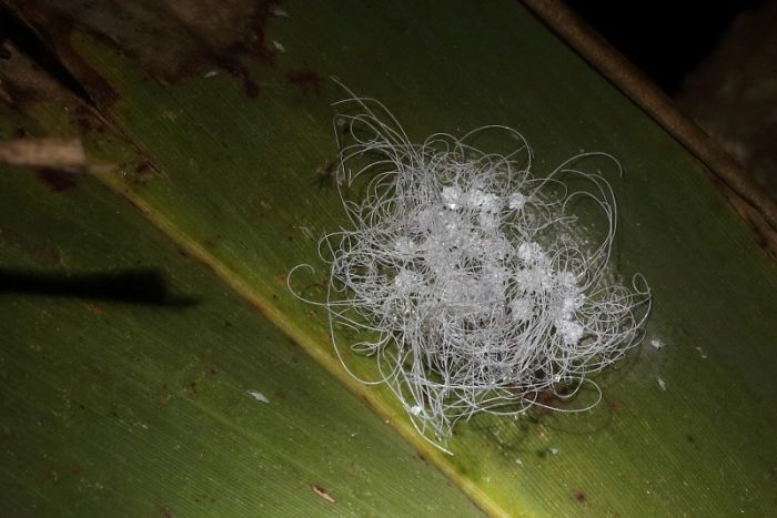 Pic of the week white-fly pupa