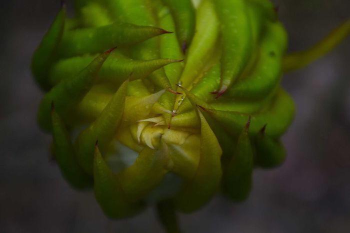 pic of the week dragon fruit bud