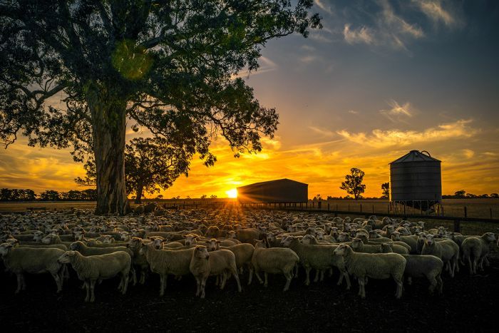 pic of the week sheep sunset