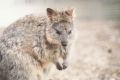 A New Zealand man has been  accused of throwing a quokka off a jetty.