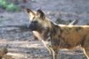 African painted dogs.