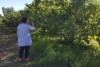 Sue Heward walks through her family's fig orchard in Monash in South Australia's Riverland.