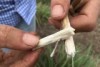 Lemongrass fibres in a hand