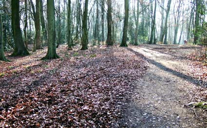 Amersham to Chalfont St Giles walk, The Chilterns, Buckinghamshire, Jan 2006