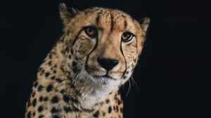 National Zoo and Aquarium Jura, Cheetah.