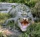 A man is recovering in hospital after a crocodile attack at Innisfail. 