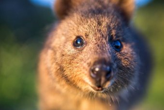 A close-up of a quokka's face.