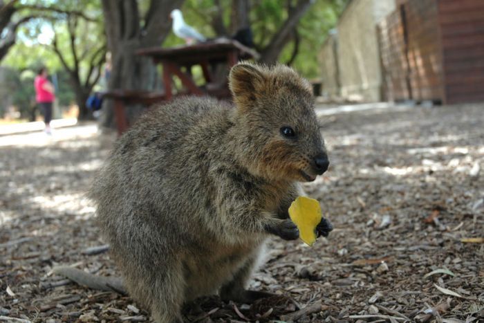 A quokka munches on a leaf.