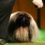 2012 Best in Show winner Malachy, a Pekingese, stands at the Annual Westminster Kennel Club Dog Show