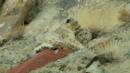 A snow leopard mother and her daughter (Credit: BBC 2016)