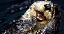 Sea otter (Enhydra lutris).