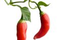 A new study has found that the consumption of hot red chilli peppers delayed death among those who ate the spicy fruit.