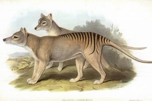 Thylacines (Wikimedia Commons: John Gould)