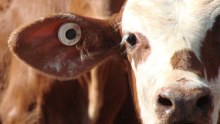 ABC live export coverage