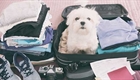 How to find a pet-friendly holiday home