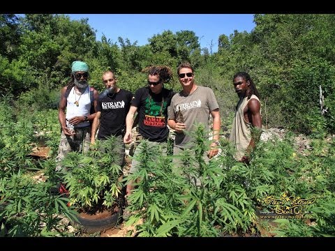 Strain Hunters Jamaica Expedition (Full Length)