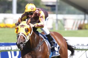 Maturing: Blake Shinn wins the Sky High Stakes on Tavago, and is ready for the Saturday's BMW.