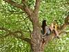 Girls in tree