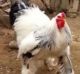 While the giant chicken caused some people to be scared and horrified, the Brahma is actually a placid breed.