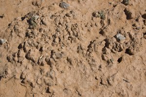 Cryptobiotic soil crust found in Natural Bridges National Monument, Utah. USA