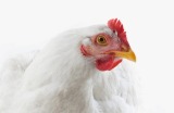 Some chickens were even observed to display Machiavellian tendencies.