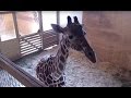 OFFICIAL: Animal Adventure Park Giraffe Cam - - APRIL THE GIRAFFE GIVING BIRTH! - LiveChat