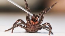 Funnel-web spiders have the potential to be crucial in the treatment of stroke patients.