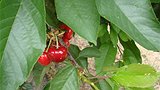 Cherries on the tree