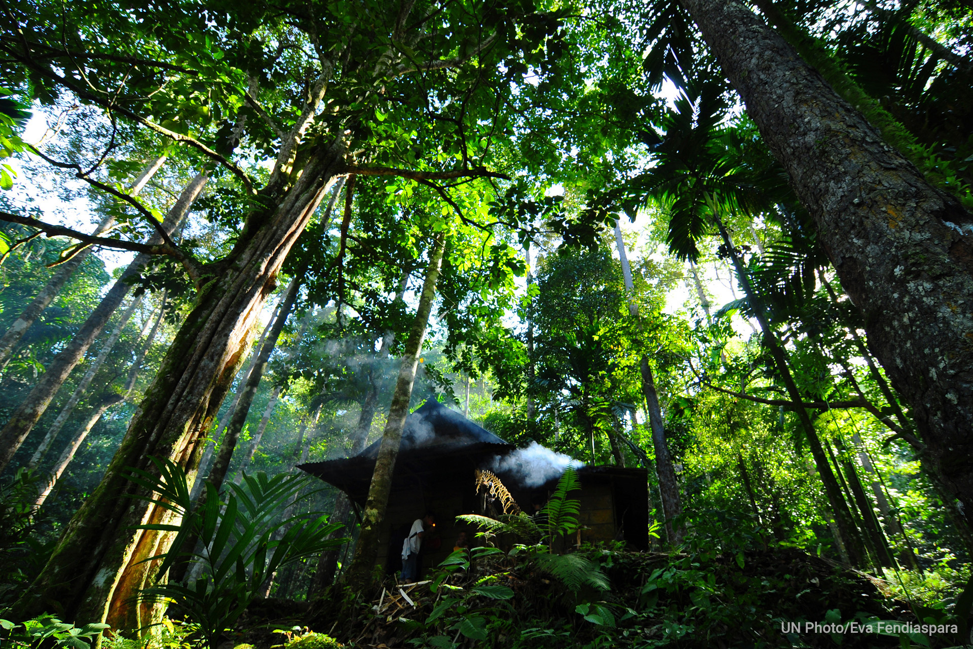 UN Forum on Forests Photo Competition Winner: “Pahmung Krui Damar Forest”. UN Photo/Eva Fendiaspara