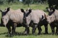 Endangered: Myths about rhino horn's role in traditional medicines have fuelled demand for the illegal trade.