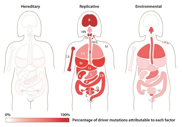 Comparative rates of cancer by heredity, random and environmental causes. Most cancers are caused by random errors in DNA replication during cell division.