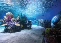 Sea Israel: The Gottesman Aquarium