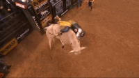 pbr bull riding get off get off me