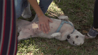 miamiopen dog cute puppy adorable