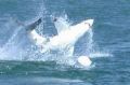 A shark breaches at Bennetts Beach. 