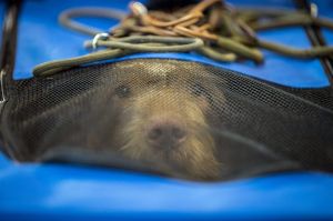 BIRMINGHAM, ENGLAND - MARCH 11: A dog looks out from its cage on the third day of Crufts Dog Show at the NEC Arena on ...