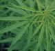Initial demand for medicinal marijuana in Australia could top 100 million a year, a University of Sydney report has ...