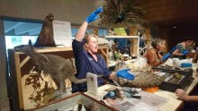 A taxidermist, surrounded by a variety of mammals and birds, gestures as she explains the science at Queensland Museum.